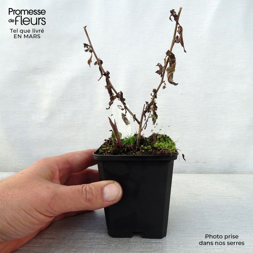 Aster cordifolius Photograph Vasetto da 8/9 cm esemplare consegnato in primavera