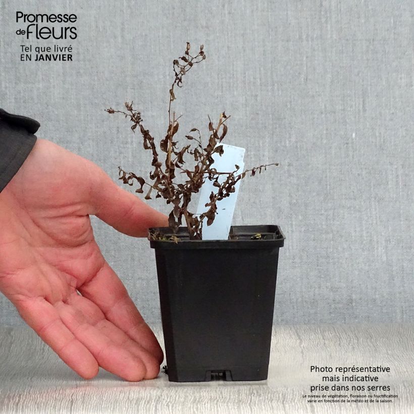 Aster cordifolius Photograph Vasetto da 8/9 cm esemplare consegnato in inverno