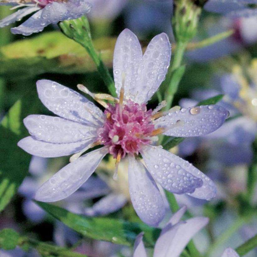 Aster cordifolius Idéal (Fioritura)