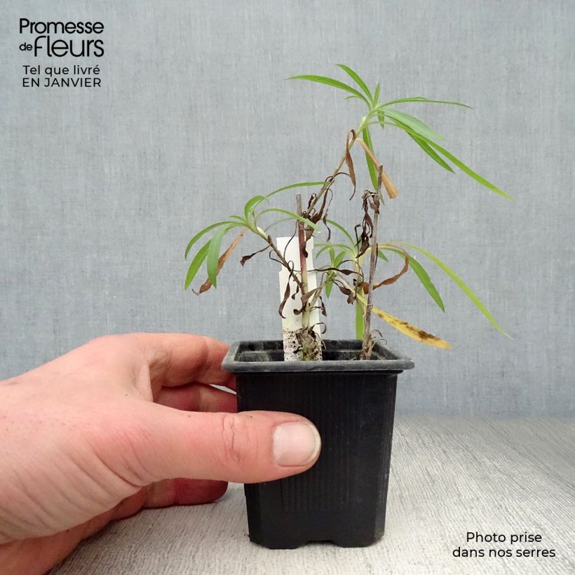 Aster datschii Vasetto da 8/9 cm esemplare consegnato in inverno