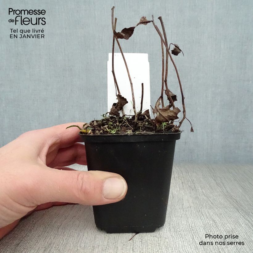 Aster divaricatus Vasetto da 8/9 cm esemplare consegnato in inverno