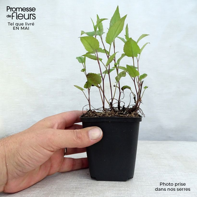 Aster divaricatus Beth Chatto Vasetto da 8/9 cm esemplare consegnato in primavera