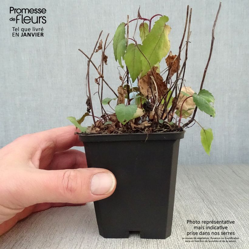 Aster divaricatus Beth Chatto Vasetto da 8/9 cm esemplare consegnato in inverno