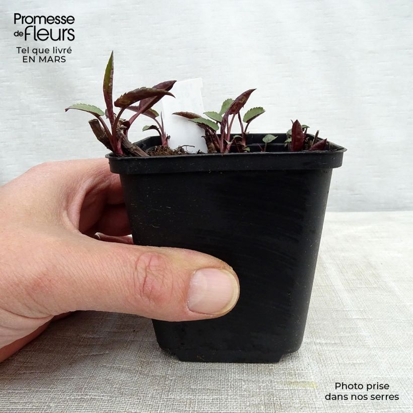 Aster divaricatus Tradescant Vasetto da 8/9 cm esemplare consegnato in primavera