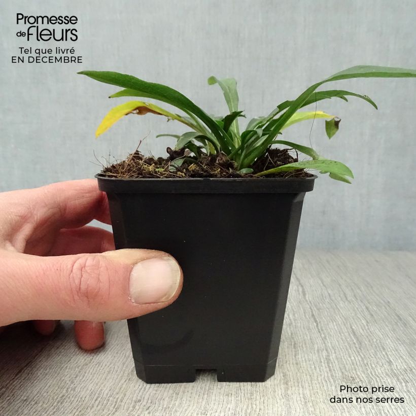 Aster dumosus Anneke Vasetto da 8/9 cm esemplare consegnato in inverno