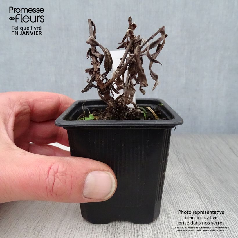 Aster dumosus Augenweide Vasetto da 8/9 cm esemplare consegnato in inverno