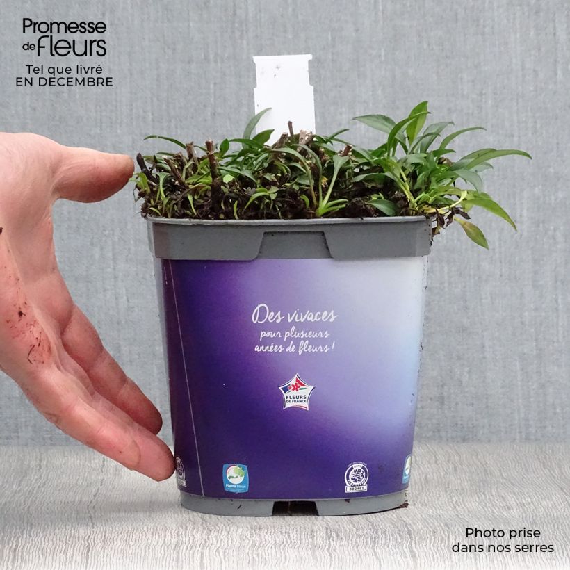 Aster dumosus Augenweide Vaso da 2L/3L esemplare consegnato in inverno