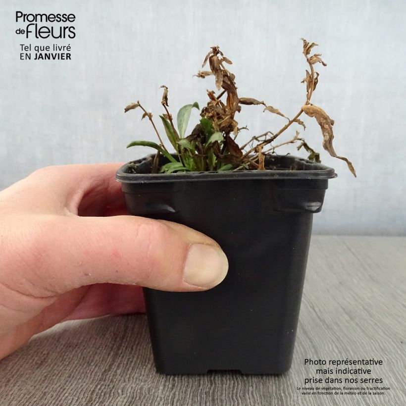 Aster dumosus Early Blue Vasetto da 7/8 cm esemplare consegnato in inverno