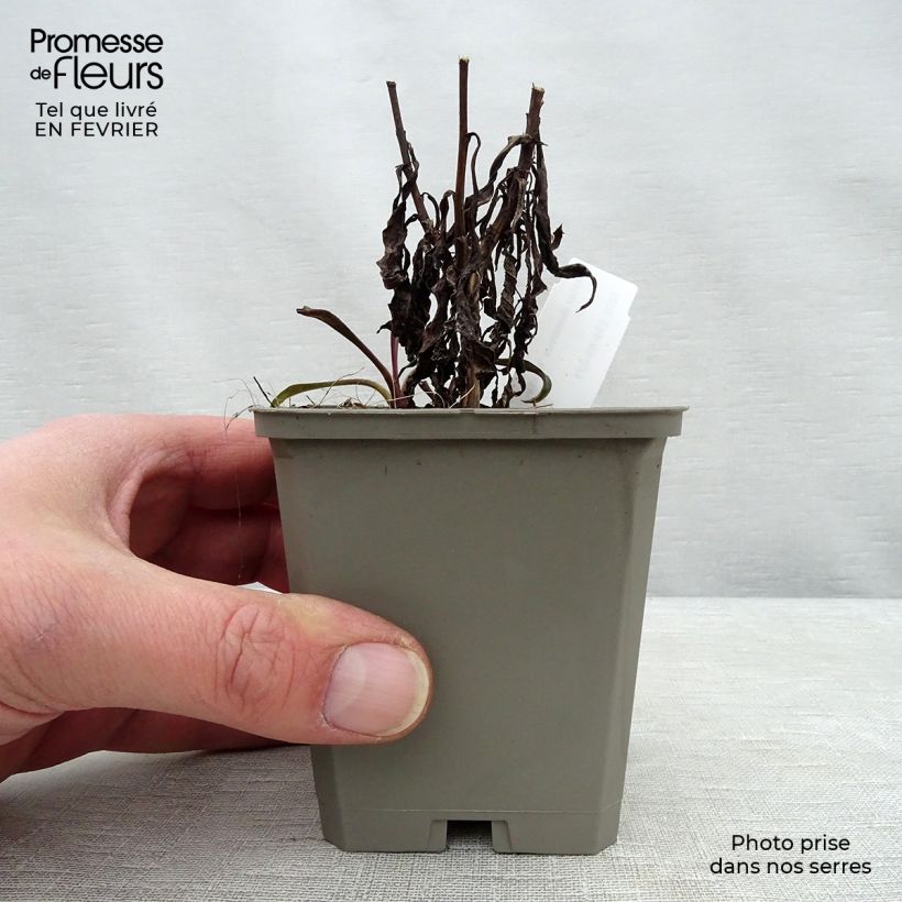 Aster dumosus Kristina Vasetto da 8/9 cm esemplare consegnato in inverno