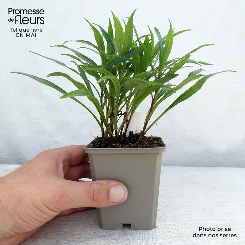 Aster dumosus Kristina Vasetto da 8/9 cm esemplare consegnato in primavera