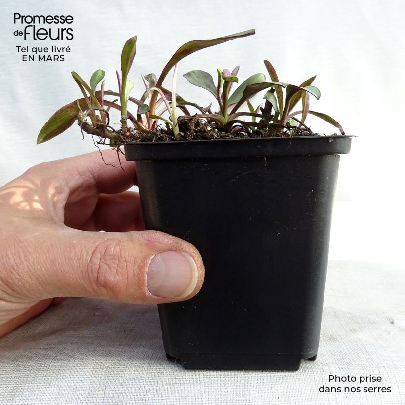 Aster dumosus Lady In Blue Vasetto da 8/9 cm esemplare consegnato in inverno