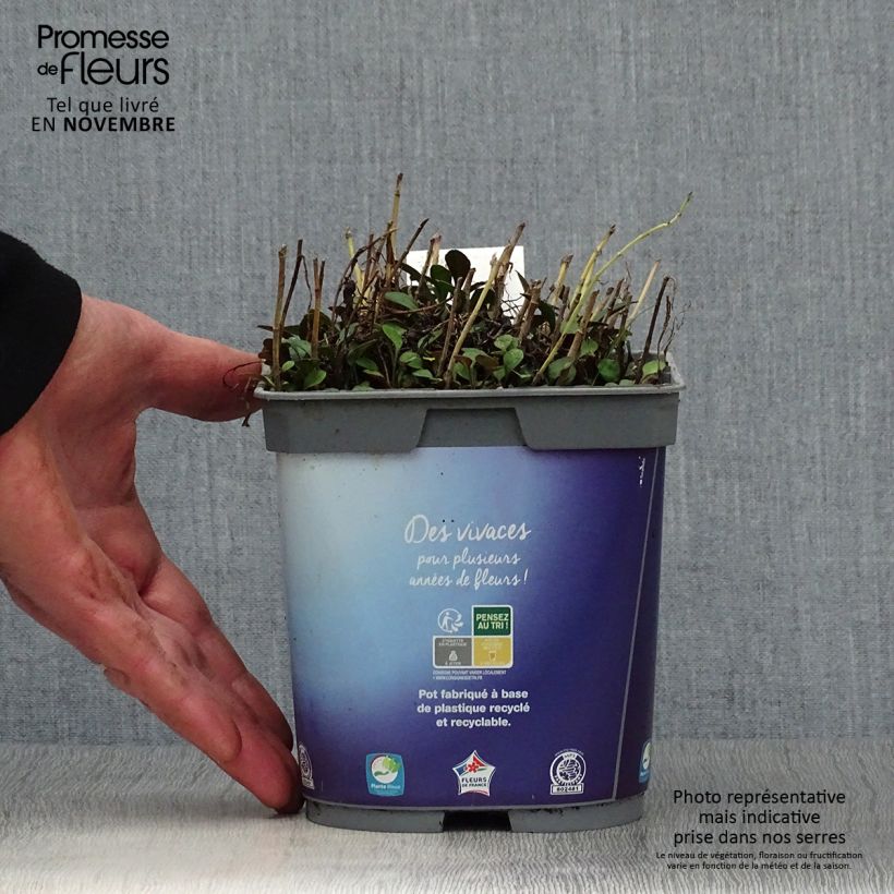 Esemplare di Aster dumosus Lady In Blue Vaso da 2L/3L come consegnato in autunno