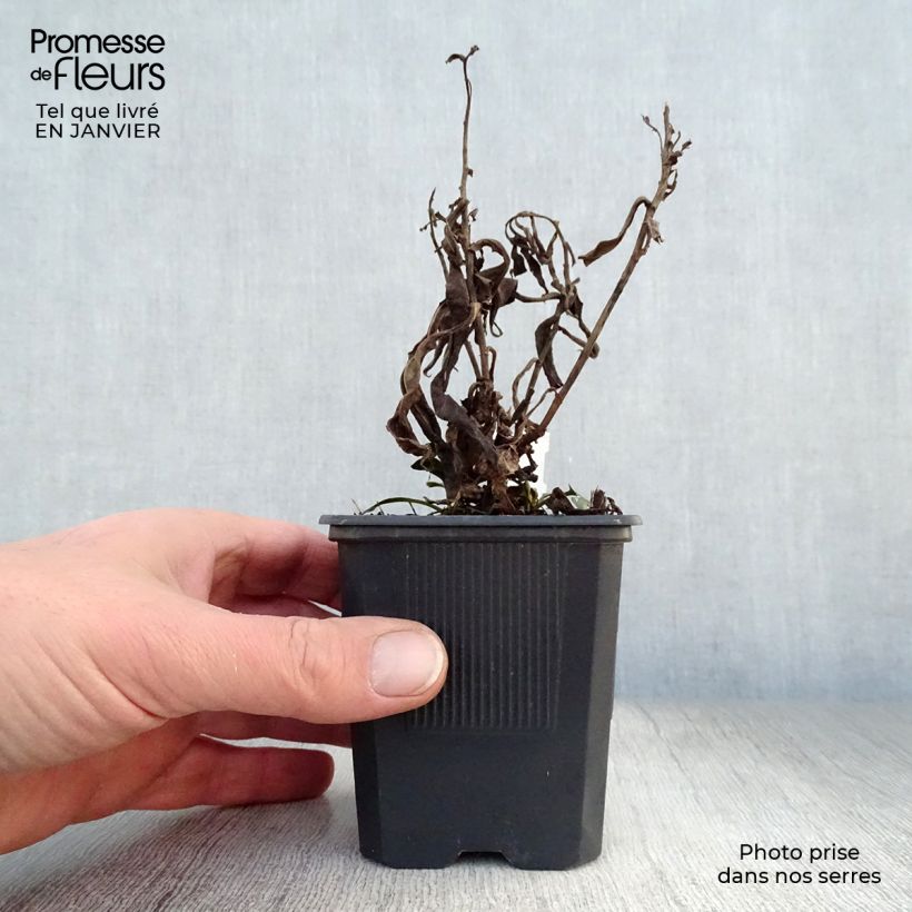 Aster dumosus Marjorie Vasetto da 8/9 cm esemplare consegnato in inverno