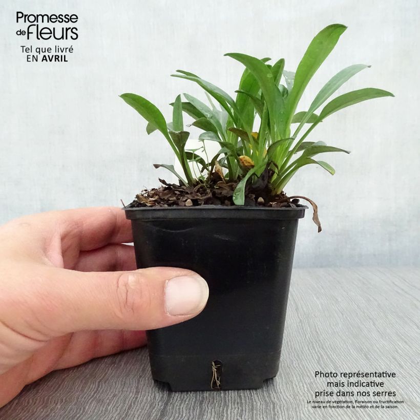 Aster dumosus Marjorie Vasetto da 8/9 cm esemplare consegnato in primavera