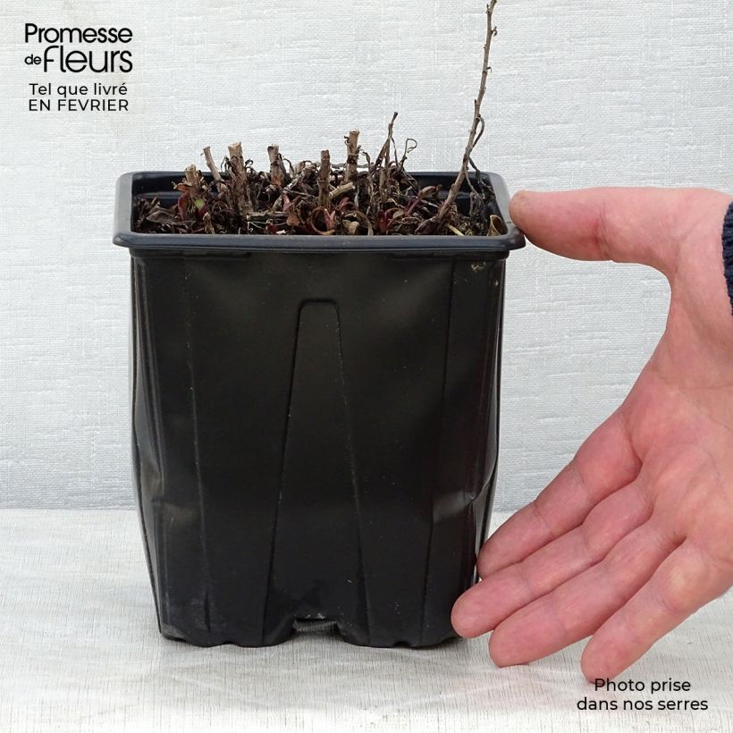 Aster dumosus Marjorie Vaso da 2L/3L esemplare consegnato in inverno