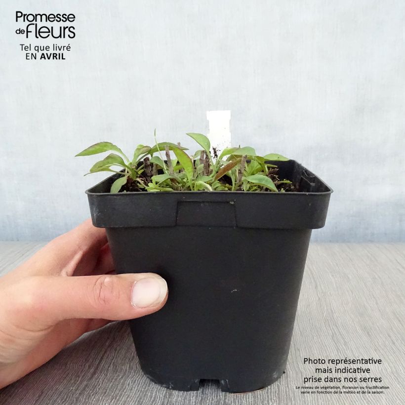 Aster dumosus Marjorie Vaso da 2L/3L esemplare consegnato in primavera