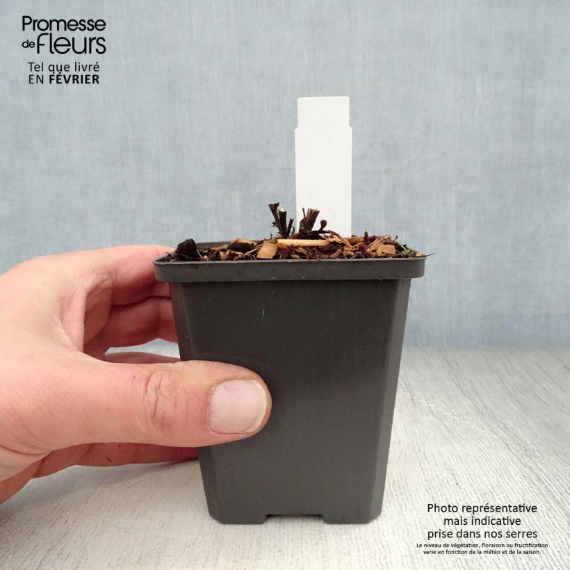 Aster dumosus Neron Vasetto da 8/9 cm esemplare consegnato in inverno