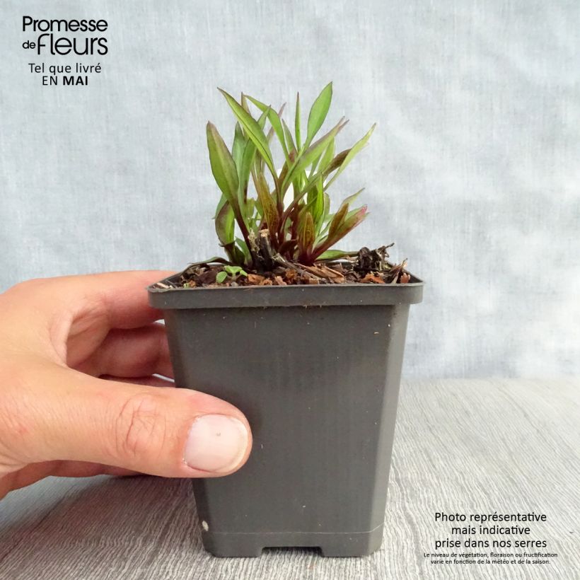 Aster dumosus Neron Vasetto da 8/9 cm esemplare consegnato in primavera