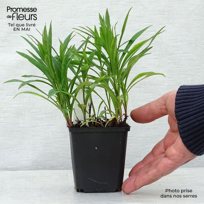 Aster dumosus Peter Harrison Vasetto da 8/9 cm esemplare consegnato in primavera