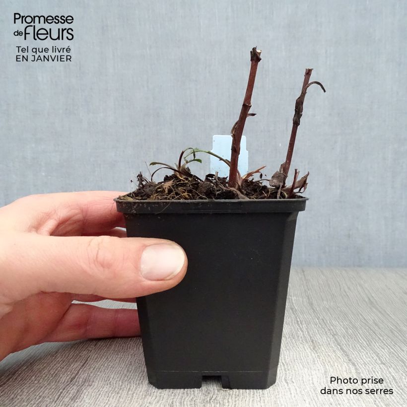 Aster dumosus Peter Harrison Vasetto da 8/9 cm esemplare consegnato in inverno