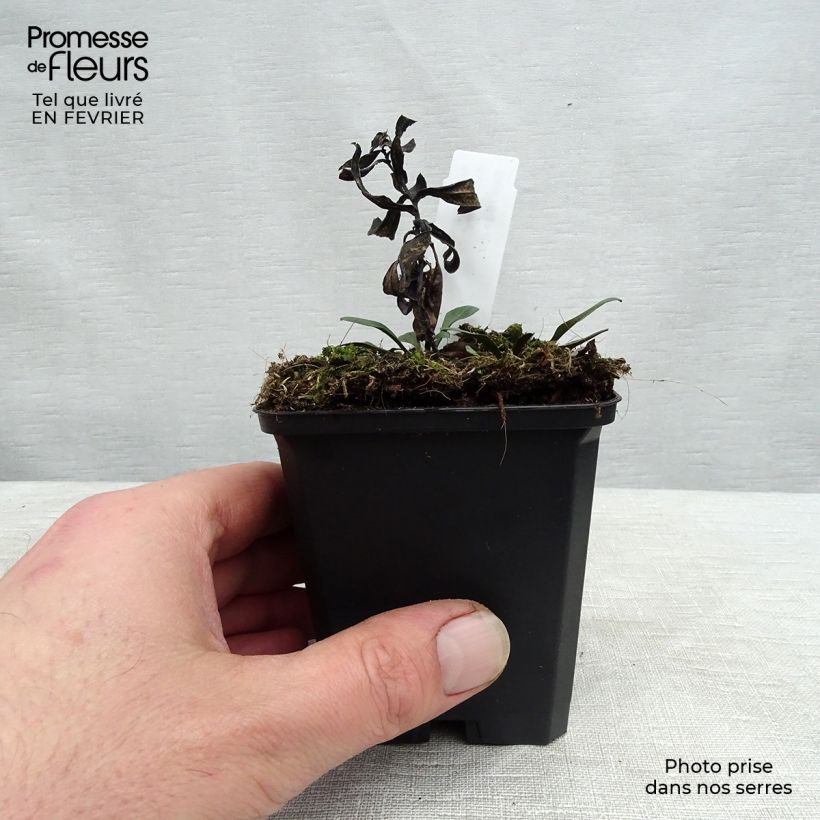 Aster dumosus Professeur Anton Kippenberg Vasetto da 8/9 cm esemplare consegnato in inverno