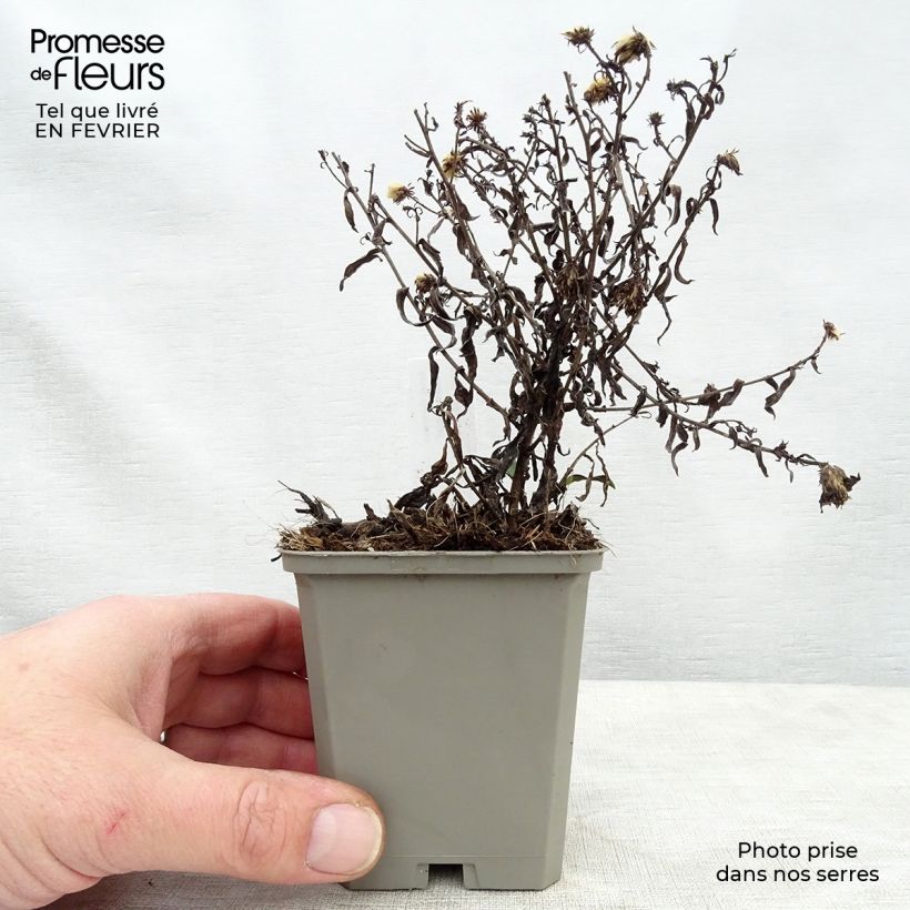 Aster dumosus Rosenwichtel Vasetto da 8/9 cm esemplare consegnato in inverno