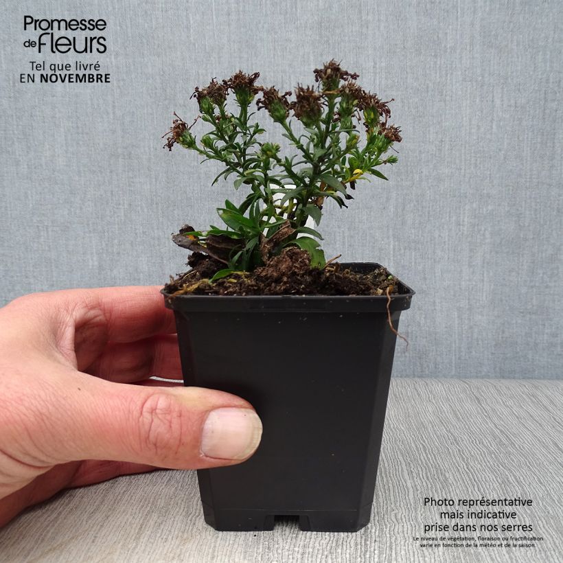 Esemplare di Aster dumosus Rosenwichtel Vasetto da 8/9 cm come consegnato in autunno