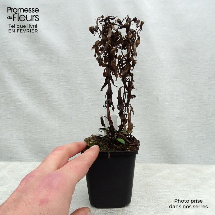 Aster dumosus Samoa Vasetto da 8/9 cm esemplare consegnato in inverno