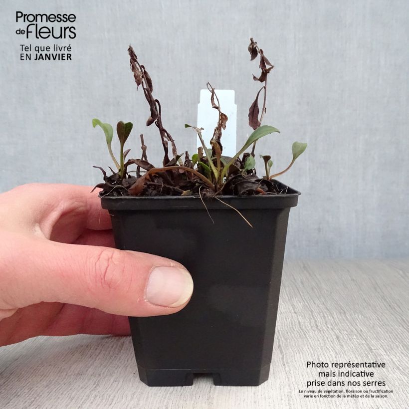 Aster dumosus Schneekissen Vasetto da 8/9 cm esemplare consegnato in inverno