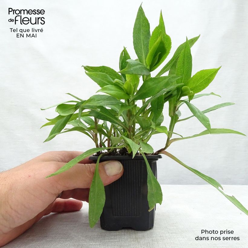 Aster dumosus Silberblaukissen Vasetto da 8/9 cm esemplare consegnato in primavera