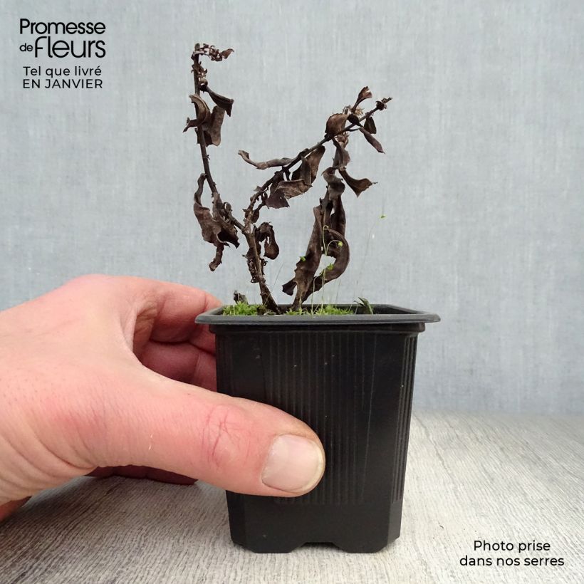 Aster dumosus Silberblaukissen Vasetto da 8/9 cm esemplare consegnato in inverno