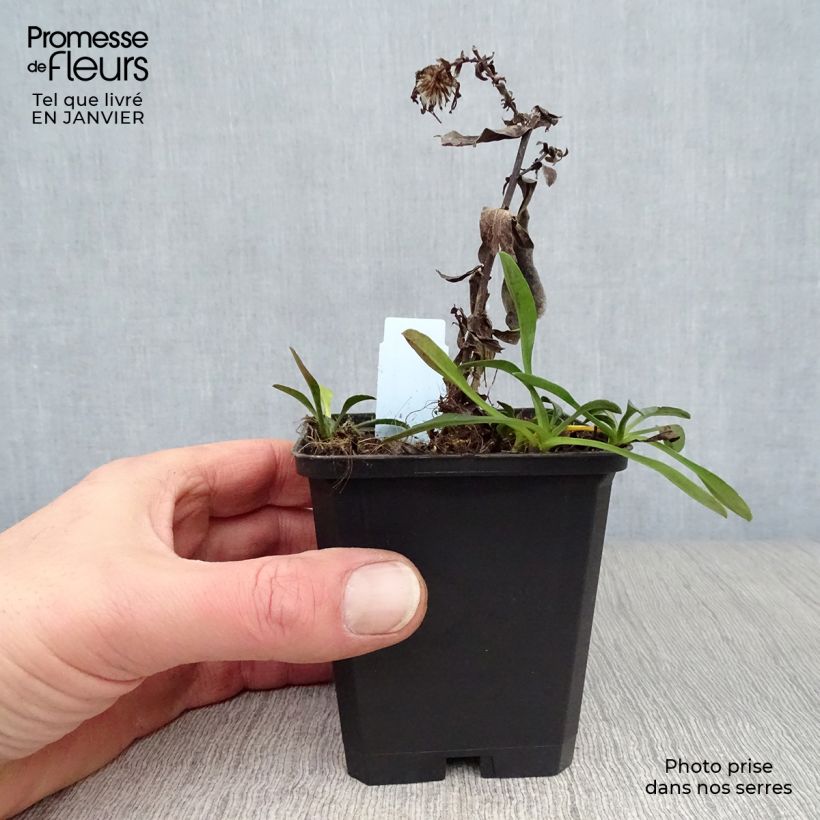 Aster dumosus Starlight Vasetto da 8/9 cm esemplare consegnato in inverno