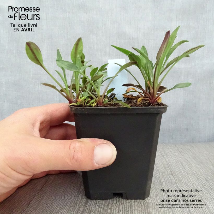 Aster dumosus Starlight Vasetto da 8/9 cm esemplare consegnato in primavera