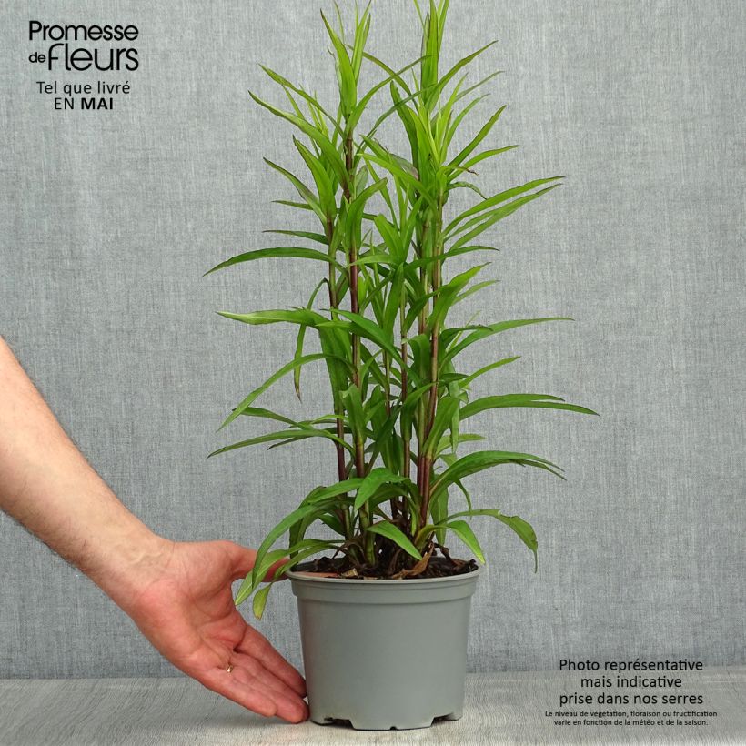 Aster dumosus Starlight Vaso da 2L/3L esemplare consegnato in primavera