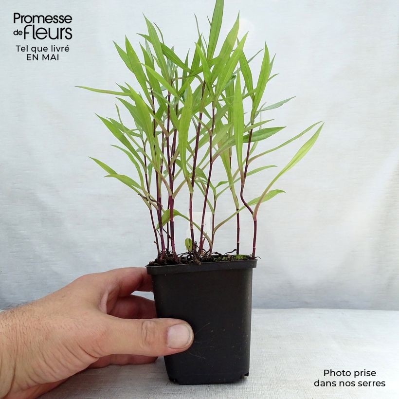 Aster dumosus Tonga Vasetto da 8/9 cm esemplare consegnato in primavera