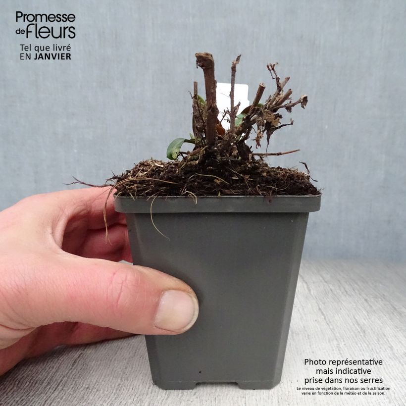 Aster dumosus Tonga Vasetto da 8/9 cm esemplare consegnato in inverno