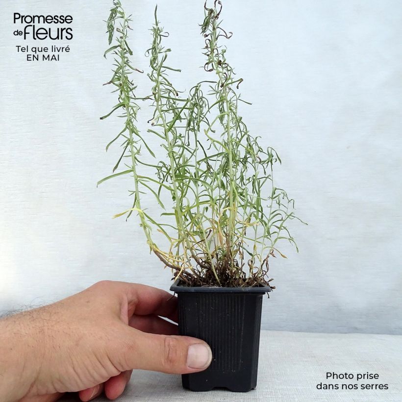 Aster ericoides Vasetto da 8/9 cm esemplare consegnato in primavera