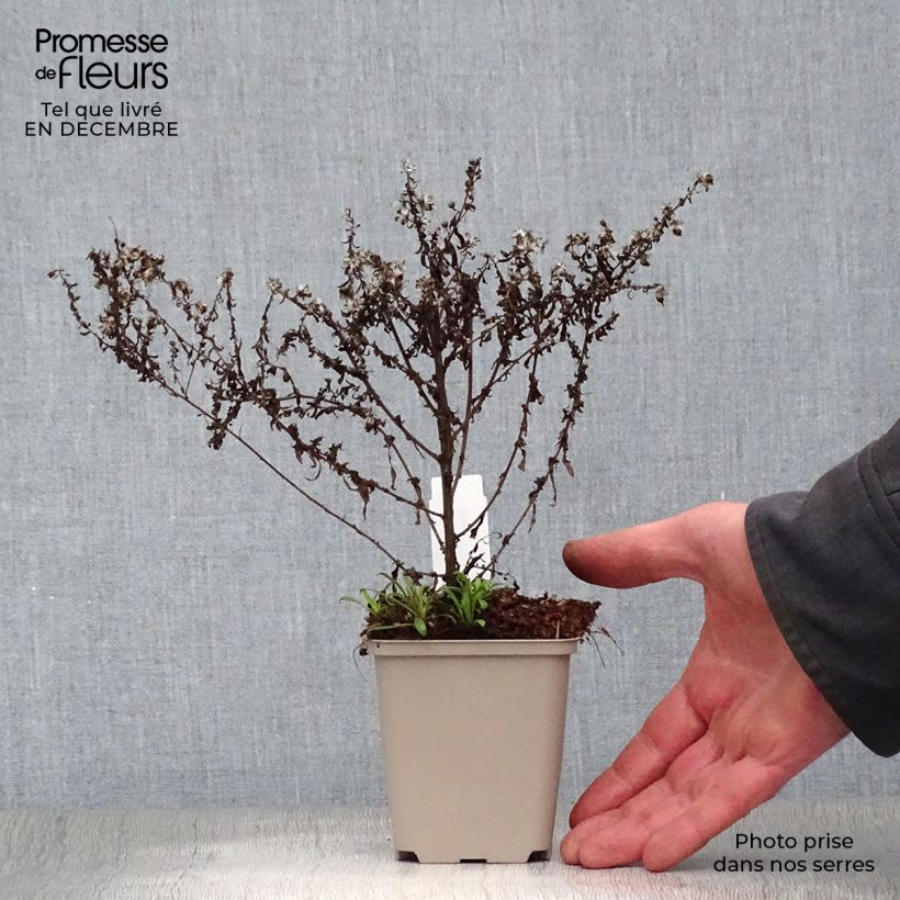 Aster ericoides Blue Star Vasetto da 8/9 cm esemplare consegnato in inverno