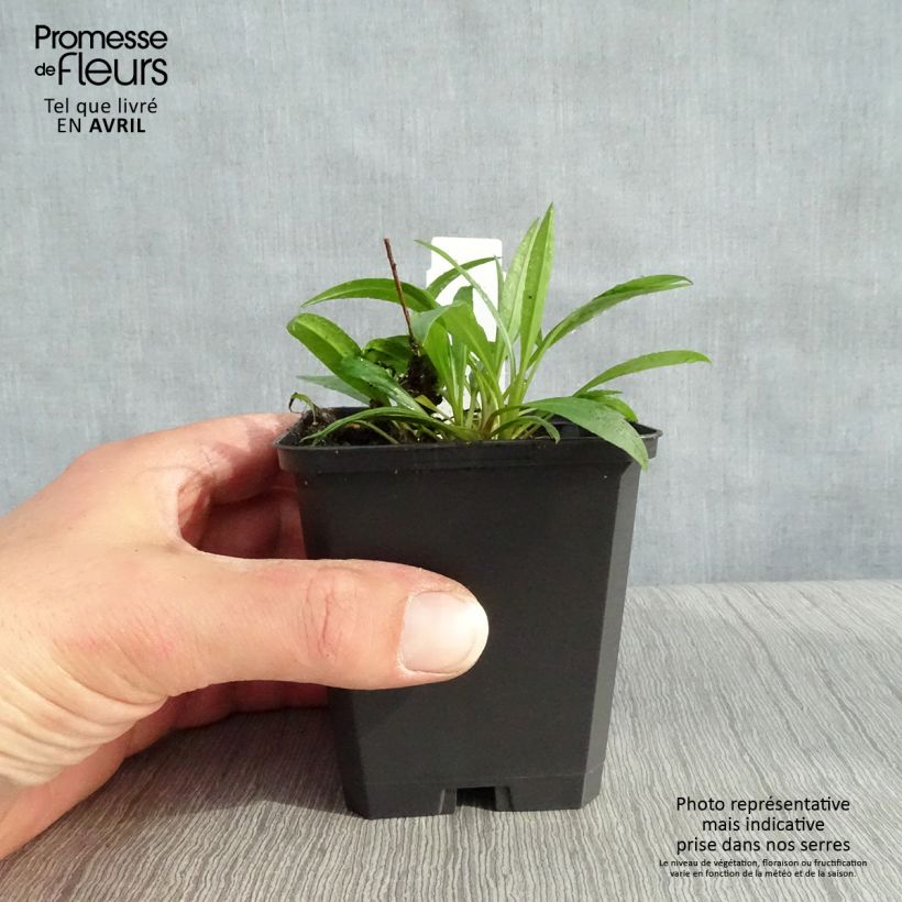 Aster ericoides Blue Star Vasetto da 8/9 cm esemplare consegnato in primavera