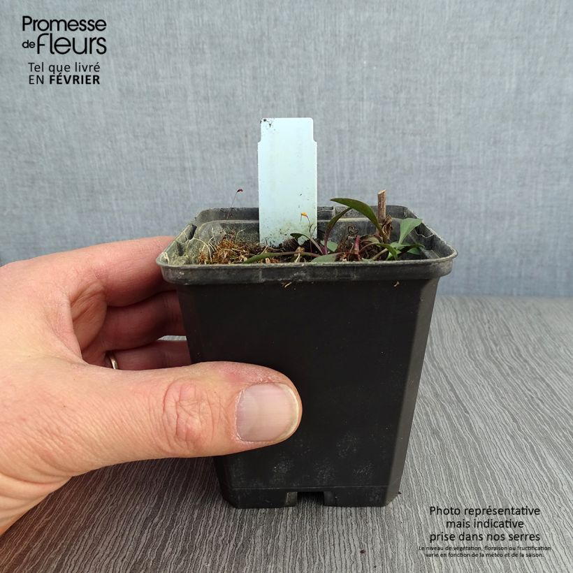 Aster ericoides Blue Wonder Vasetto da 8/9 cm esemplare consegnato in inverno