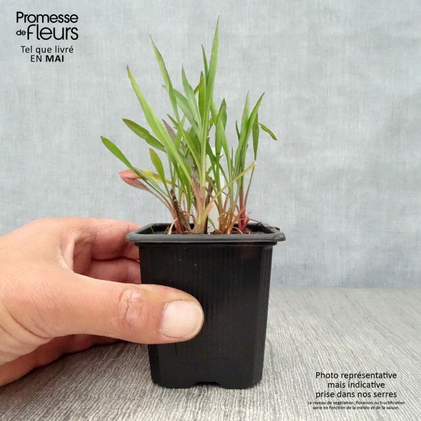 Aster ericoides Esther Vasetto da 8/9 cm esemplare consegnato in primavera