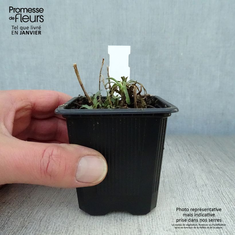 Aster ericoides Vasetto da 8/9 cm esemplare consegnato in inverno