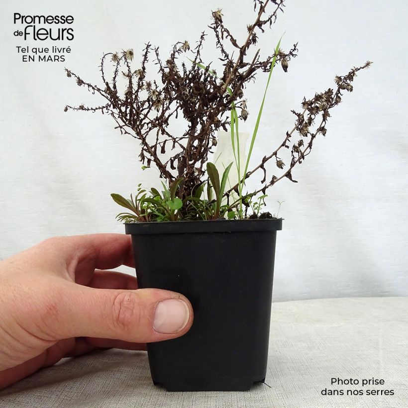 Aster ericoides Golden Spray Vasetto da 8/9 cm esemplare consegnato in primavera