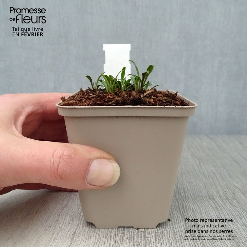 Aster ericoides Golden Spray Vasetto da 8/9 cm esemplare consegnato in inverno