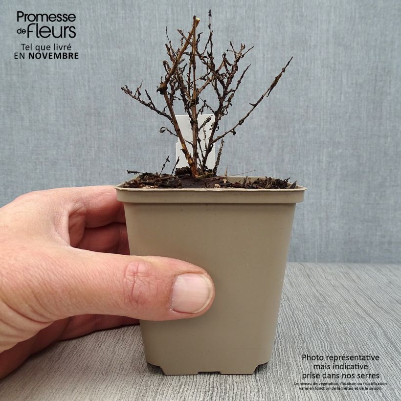 Esemplare di Aster ericoides Lovely Vasetto da 8/9 cm come consegnato in autunno