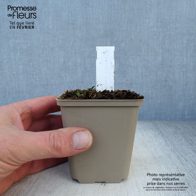 Aster ericoides Lovely Vasetto da 8/9 cm esemplare consegnato in inverno