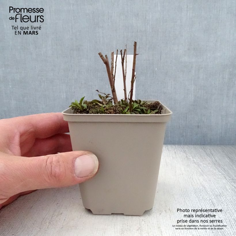 Aster ericoides Lovely Vasetto da 8/9 cm esemplare consegnato in primavera