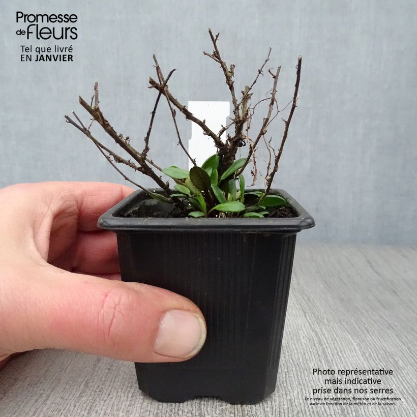 Aster ericoides Pink Cloud Vasetto da 7/8 cm esemplare consegnato in inverno