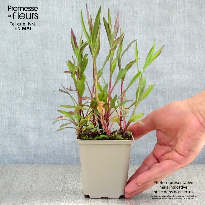 Aster ericoides Pink Cloud Vasetto da 7/8 cm esemplare consegnato in primavera