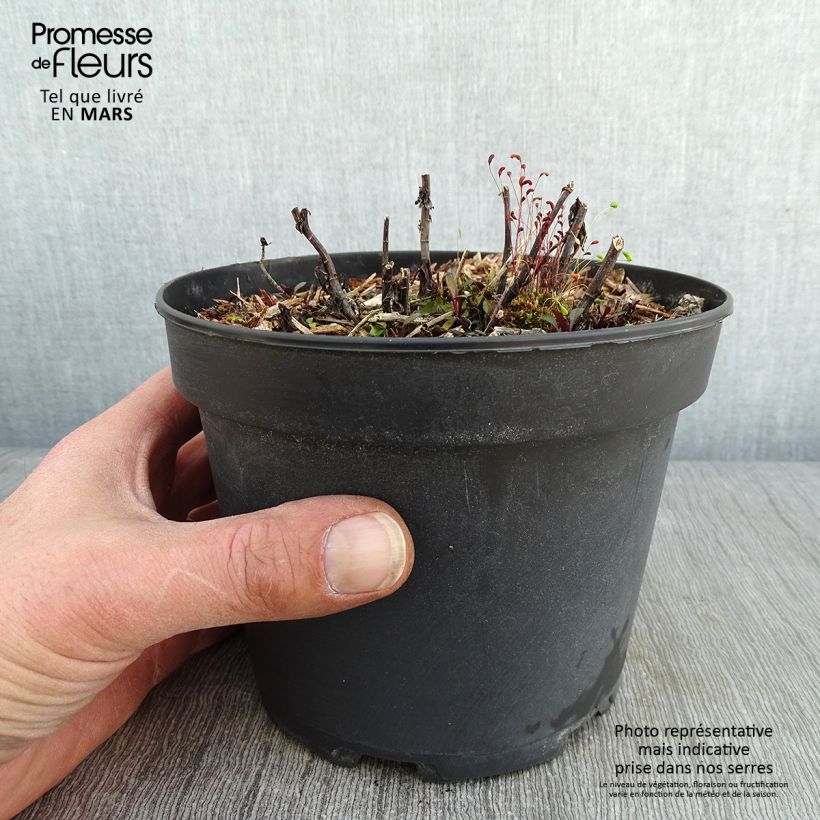 Aster ericoides Pink Cloud Vaso da 2L/3L esemplare consegnato in inverno